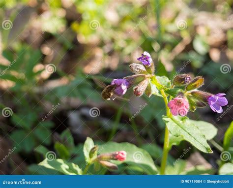 Pulmonaria Obscura Unspotted Lungwort Or Suffolk Lungwort Stock Photo