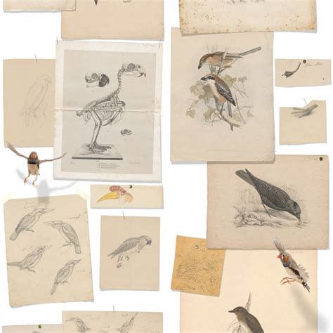 Naturalis Originals Joseph Wolfs Birds Natr