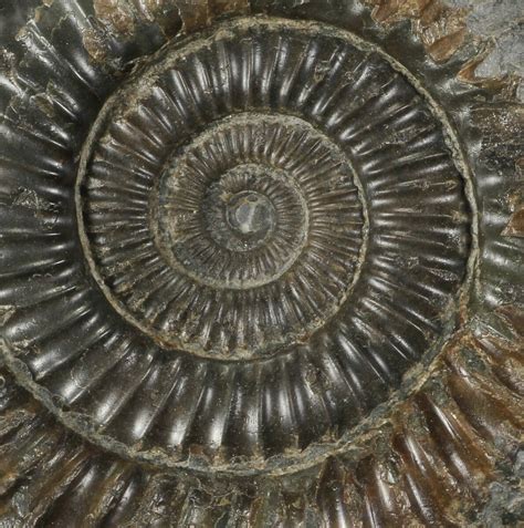 2 4 Dactylioceras Ammonite Fossil England For Sale 100466