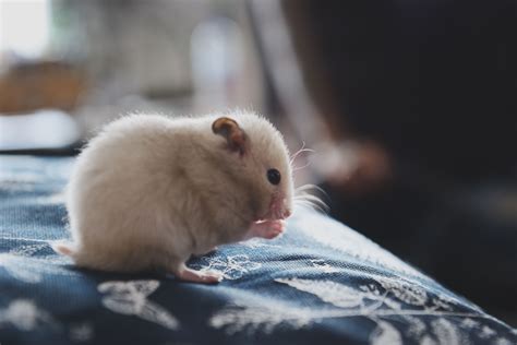 Problems With Hamsters' Teeth