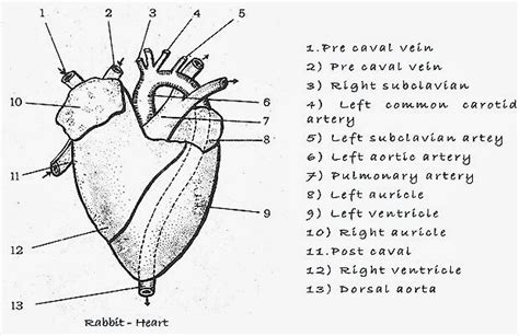 Reptile Heart Bird Heart Mammal Heart Comparative Anatomy