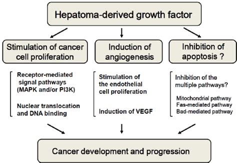 Roles Of Hepatoma Derived Growth Factor Hdgf In The Development And