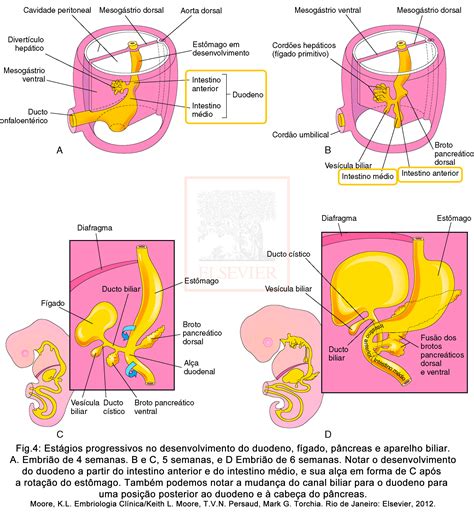 Embriologia Del Sistema Digestivo