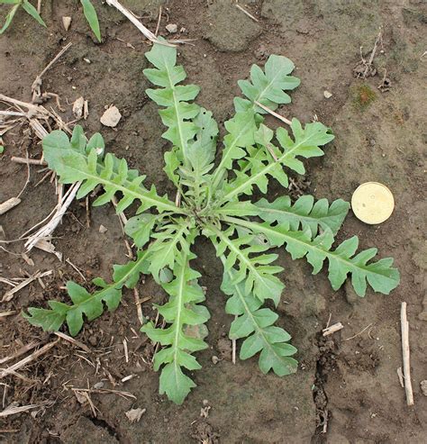 Shepherd's-Purse | Weed identification guide for Ontario crops | ontario.ca