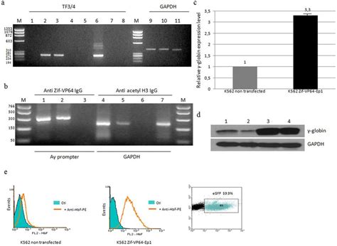 Expression Of Transgene And Induction Of γ Globin Gene In K562 Cells Download Scientific