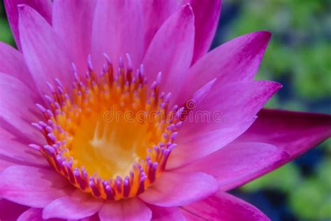 Blooming Pink Lotus Flower Water Lily Blooming On Water Surface Pink