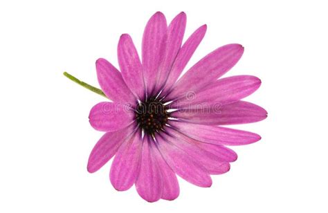 Osteospermum Daisy Foto De Archivo Imagen De Fresco