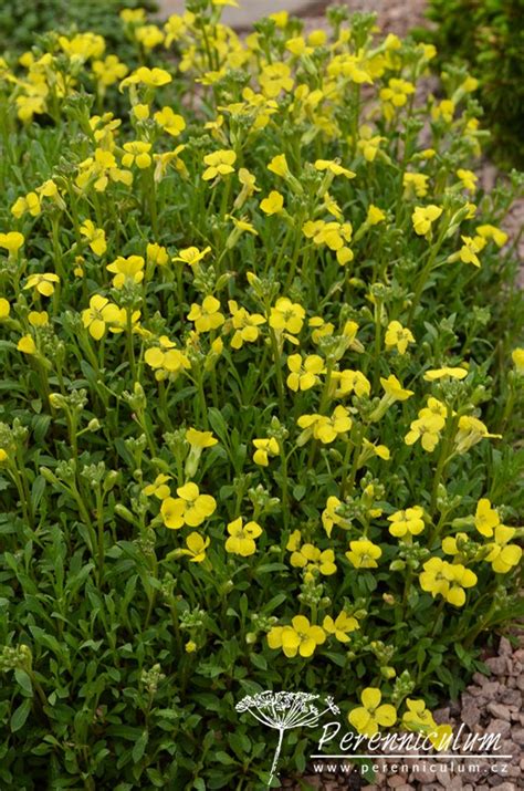 Erysimum Golden Jubilee Perenniculum