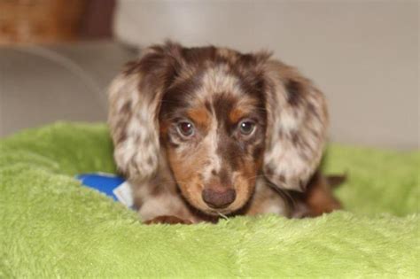 63 Miniature Dapple Dachshund For Sale L2sanpiero