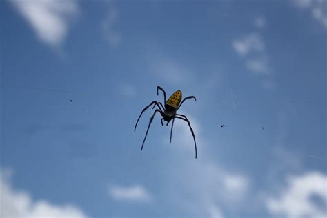 X Wallpaper Golden Silk Orb Weaver Spider Peakpx