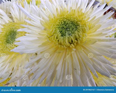 White Chrysanthemum Flower Stock Image Image Of Macro 291962167