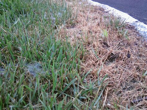 Summer Lawn Fungus Disease - All About The House