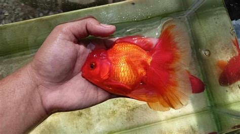 Feeding : r/Goldfish