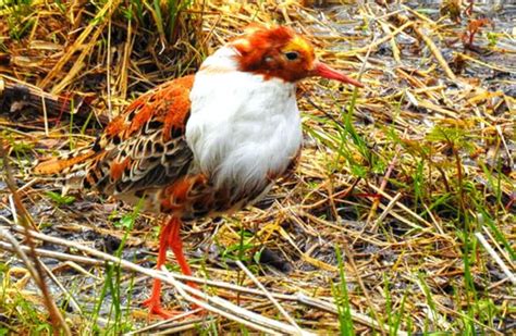 Ruff Description Habitat Image Diet And Interesting Facts