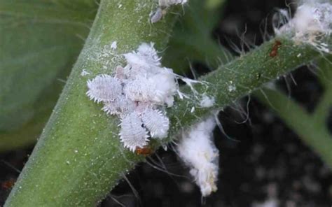 Eliminate Le Cocciniglie Dalle Vostre Piante Per Sempre Pesticidi