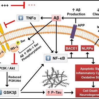 Schematic Representation Of Some Defective Signaling Pathways Involved