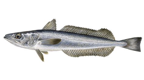 What Is Hake Sustainable Fish Marine Stewardship Council