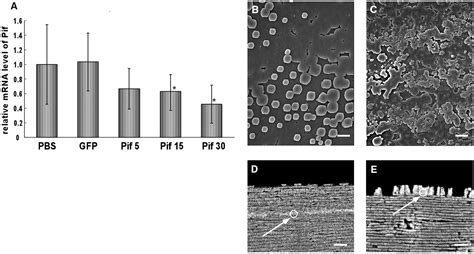 An Acidic Matrix Protein Pif Is A Key Macromolecule For Nacre