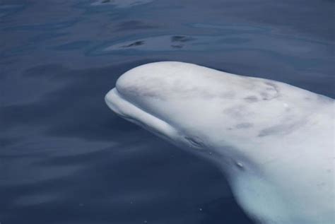 White Whale Stock Photos, Images and Backgrounds for Free Download