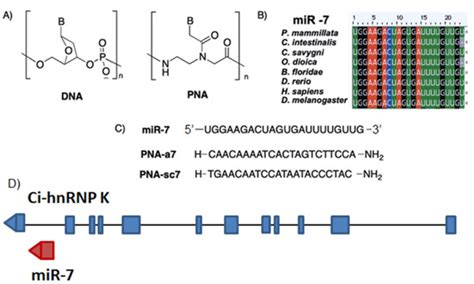 Ijms Special Issue Designer Biopolymers Self Assembling Proteins And Nucleic Acids