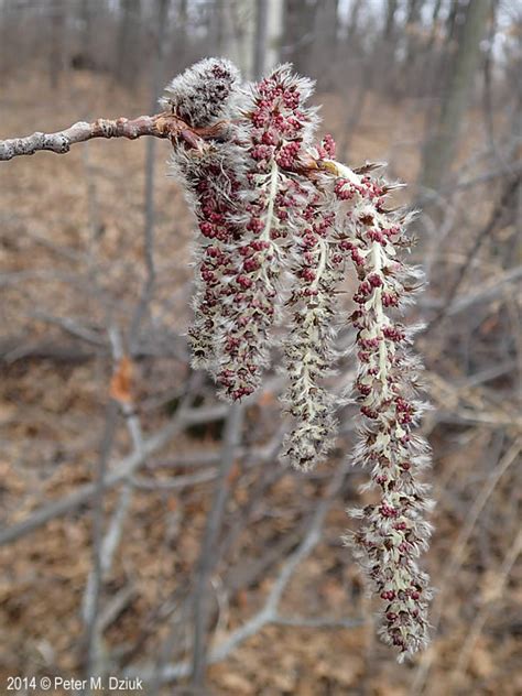 Populus Tremuloides Quaking Aspen Minnesota Wildflowers