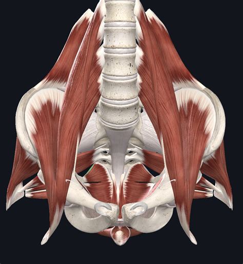 Muscle coccygien et ligament sacro épineux UE8 Spé Petit Bassin