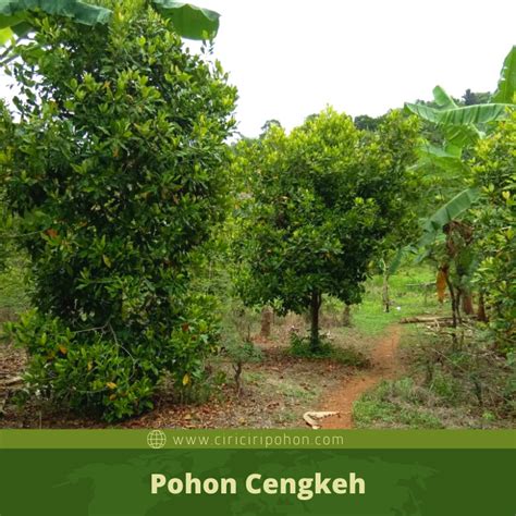 Ciri Ciri Pohon Cengkeh (Syzygium aromaticum) Di Alam Liar ...