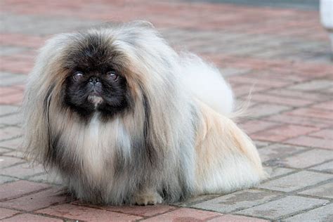 Best China Lion Dog Chinese Culture Stock Photos Pictures And Royalty