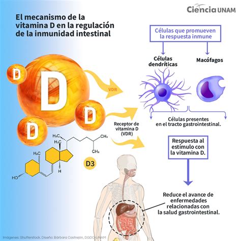 Vitamina D Una Nueva Aliada De La Inmunidad Intestinal UNAM Global