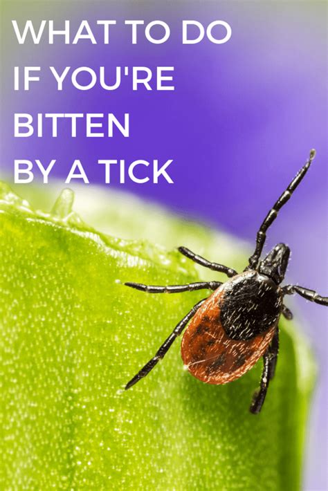 What To Do If Youre Bitten By A Tick Ancestral Nutrition