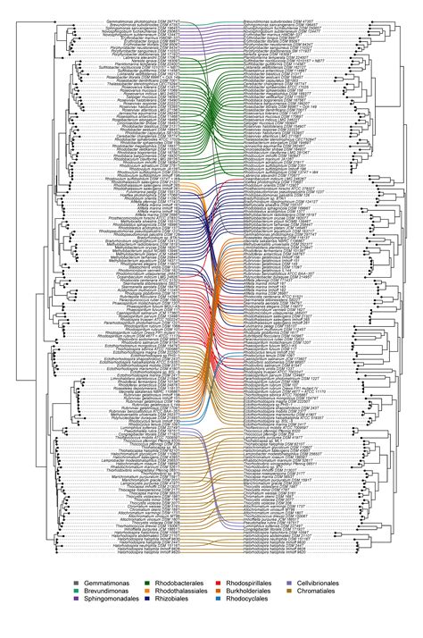 Microorganisms Free Full Text Phylogeny Of Anoxygenic