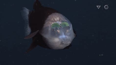 New footage shows bizarre deep-sea fish that sees through its forehead ...