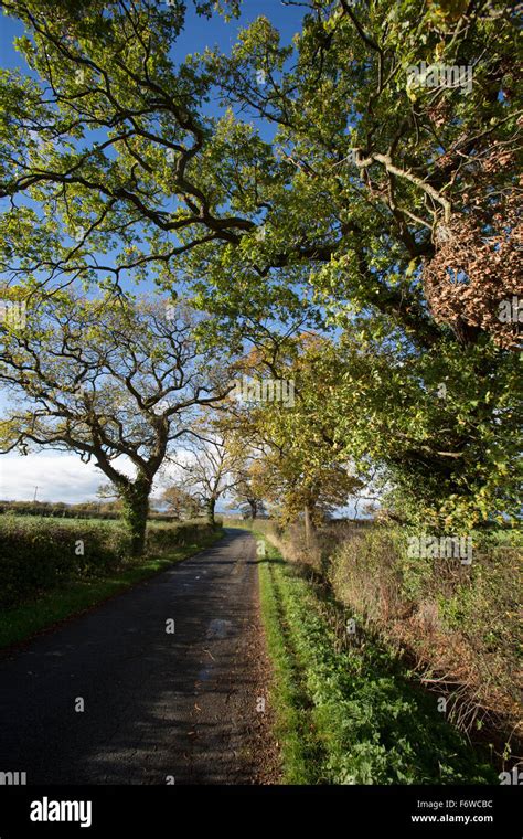 Village Of Coddington England Picturesque Autumnal View Of An Empty