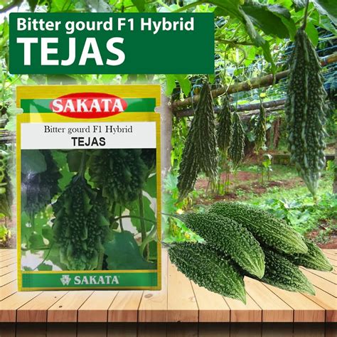 Sakata Tejas Bitter Gourd Seeds At ₹ 567 00 Bitter Gourd Seeds Id 2852866800412