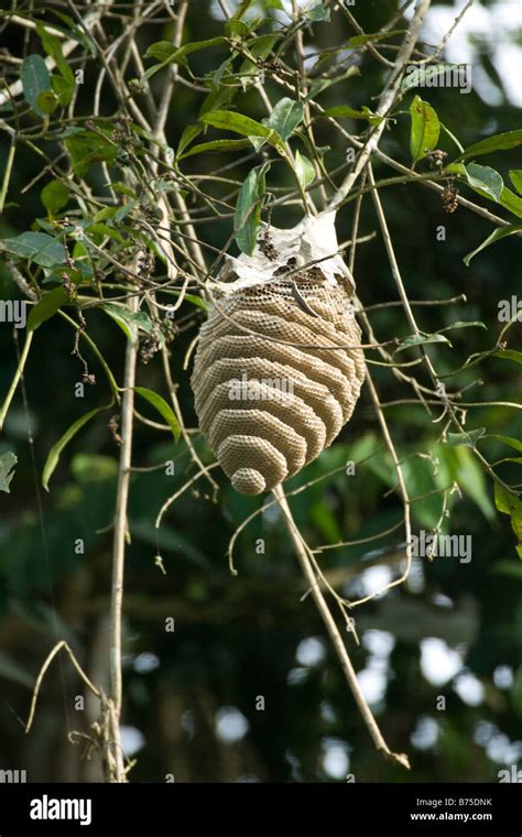 Bee Nest In Tree