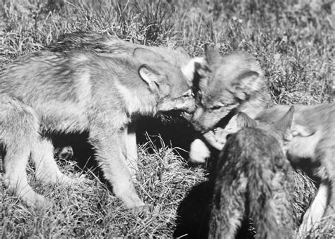 Tundra Wolf Pups Photograph by Granger - Fine Art America