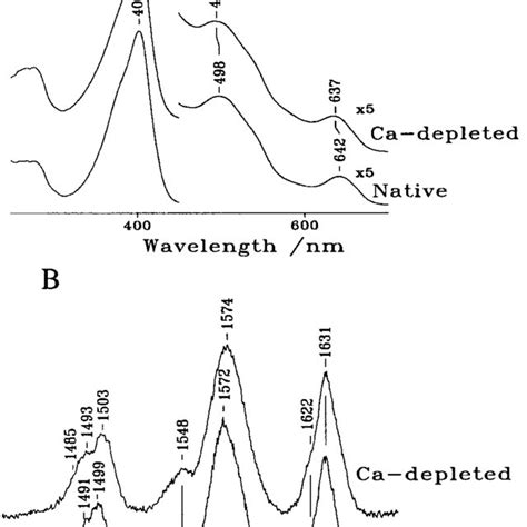 Electronic Absorption And Resonance Raman Spectra Of Native And Ca