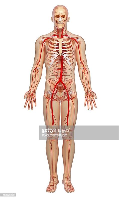 Human Arteries Artwork High Res Vector Graphic Getty Images