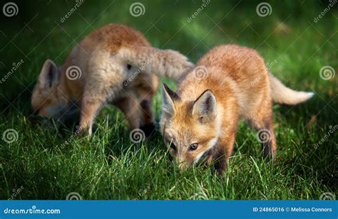 Fox Pups in Field stock photo. Image of wildlife, pups - 24865016