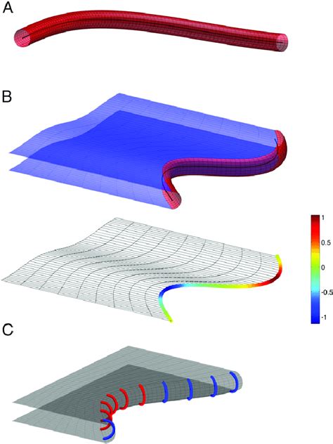 Representation of ER tubules and sheets in a theoretical model. (A) A... | Download Scientific ...