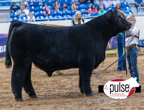 Tulsa State Fair Junior Market Steers Maine Anjou The Pulse