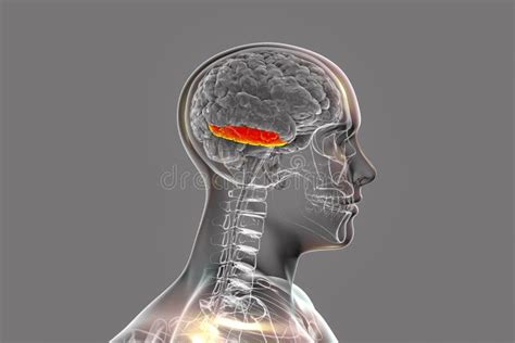 Human Brain In Body With Highlighted Inferior Temporal Gyrus Stock