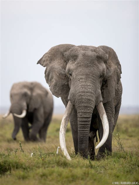 Amboseli National Park | Photos Pictures Images