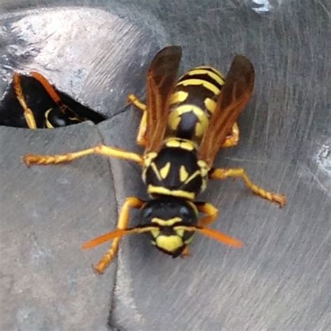 European Paper Wasp Project Noah