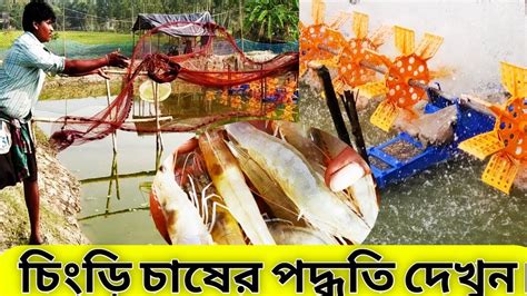 Prawn Farming In India ভেনামি চিংড়ি চাষ কিভাবে হয় দেখুন। Youtube