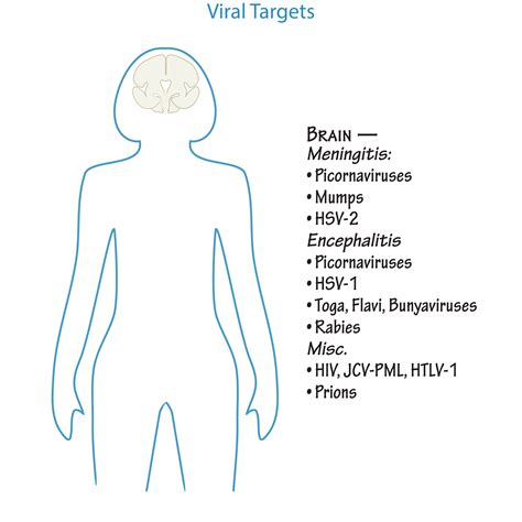 Immunology Microbiology Glossary Target Tissues Of Viruses Ditki