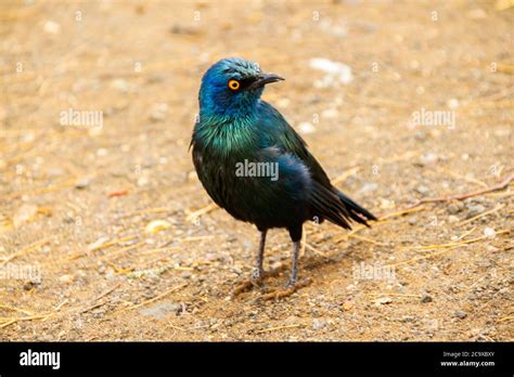 Iridescent Blue Bird Africa Hi Res Stock Photography And Images Alamy