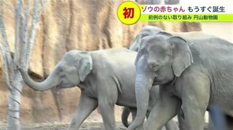 ゾウの赤ちゃん もうすぐ誕生！ 飼育員が檻に入らない「準間接飼育」で誕生すれば全国初 円山動物園【北海道発】｜fnnプライムオンライン