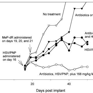 Administration Of Nonabsorbable Antibiotics With HSV PNP D54 Tumors