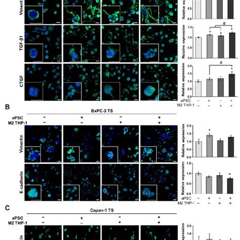 Increased Expression Of EMT Related Proteins In Pancreatic TSs Under 3D